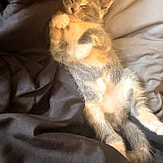 Tequeño joined the competition — help win amazing prizes! bed, bedding, blanket, calico, cat, cozy, cute, fur, gray, indoor, kitten, orange, paws, portrait, relaxed, sleeping, sleeping_pose, small_pet, whiskers, white