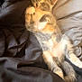 bed, bedding, blanket, calico, cat, cozy, cute, fur, gray, indoor, kitten, orange, paws, portrait, relaxed, sleeping, sleeping_pose, small_pet, whiskers, white
