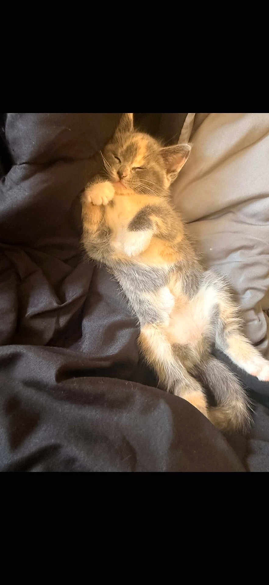 Tequeño joined the competition — help win amazing prizes! bed, bedding, blanket, calico, cat, cozy, cute, fur, gray, indoor, kitten, orange, paws, portrait, relaxed, sleeping, sleeping_pose, small_pet, whiskers, white