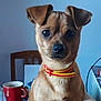 background_blur, brown_dog, chair, close_up, collar, cute, dog, domestic_animal, ears, eyes, face, fur, indoor, looking, mug, pet, red_mug, sitting, small_dog, table