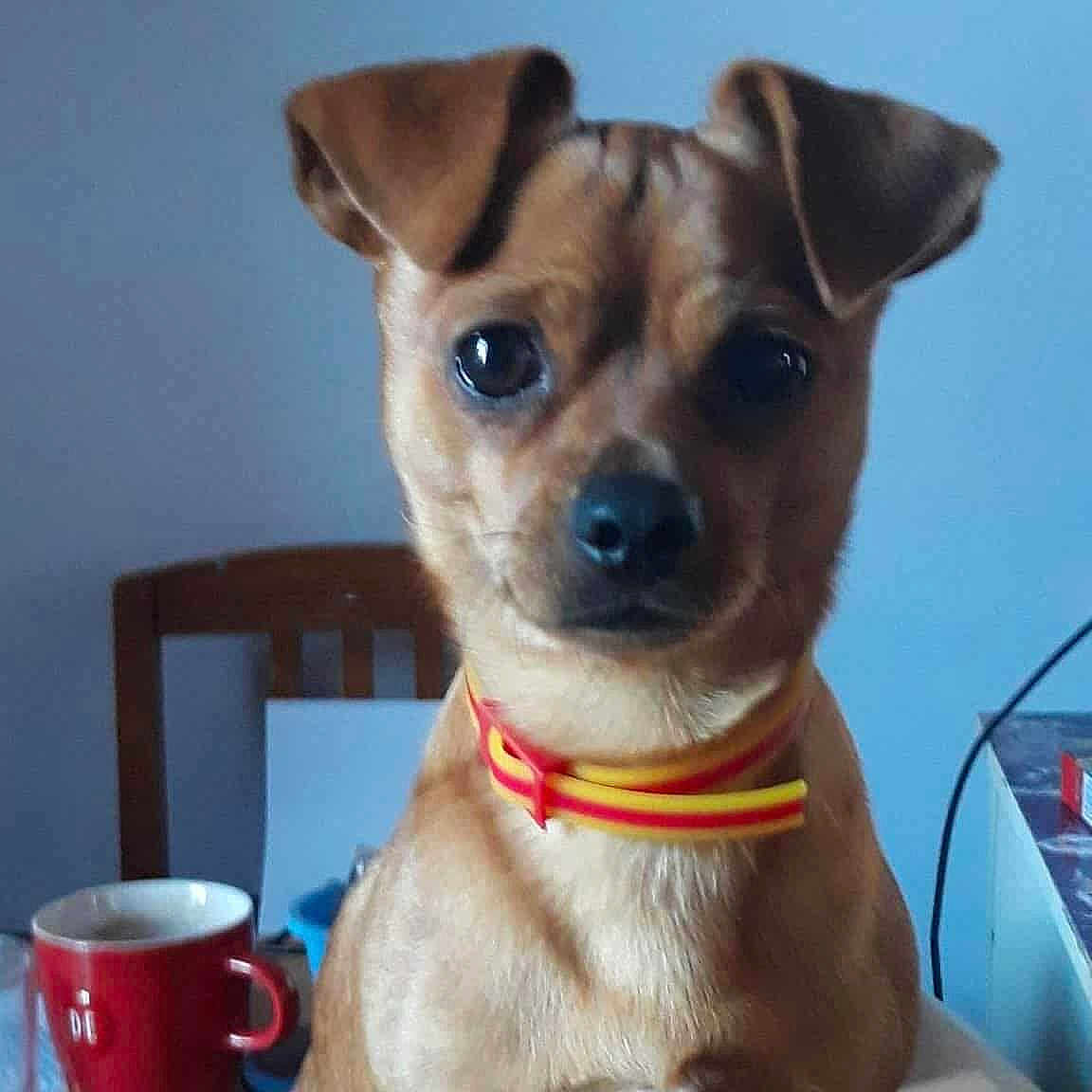 Caramel participe au concours pour gagner de l'argent avec cette photo : background_blur, brown_dog, chair, close_up, collar, cute, dog, domestic_animal, ears, eyes, face, fur, indoor, looking, mug, pet, red_mug, sitting, small_dog, table
