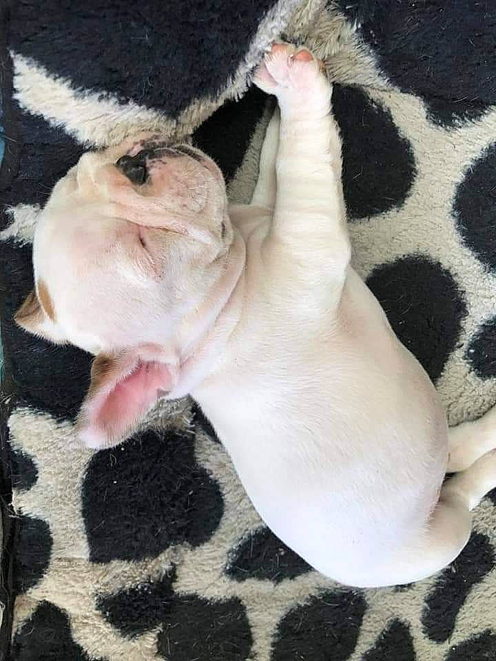 Narko participe au concours pour gagner de l'argent avec cette photo : bulldog, canidae, carnivore, dog, dog_breed, ear, fawn, french_bulldog, mammal, non_sporting_group, puppy, tail, vertebrate