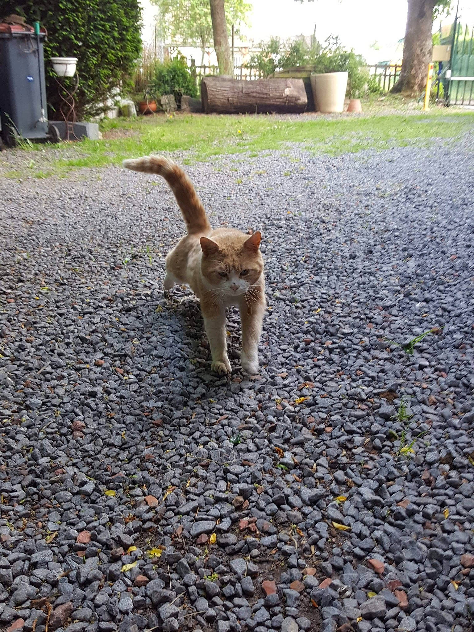 Kurt participe au concours pour gagner de l'argent avec cette photo : aegean_cat, asphalt, canidae, carnivore, cat, cobblestone, dog_breed, european_shorthair, fawn, felidae, flooring, leaf, plant, road, road_surface, small_to_medium_sized_cats, sporting_group, tail, tree
