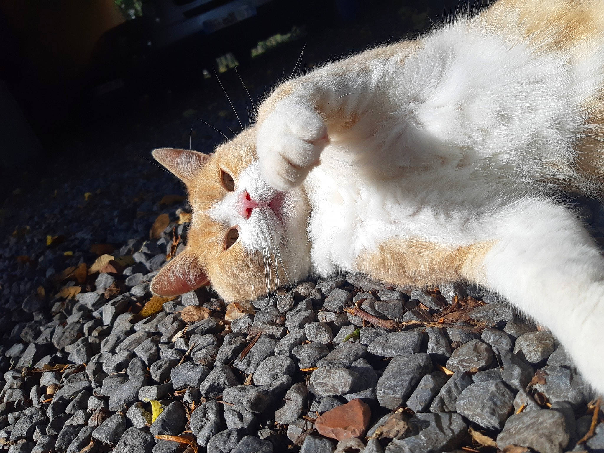 Kurt participe au concours pour gagner de l'argent avec cette photo : aegean_cat, carnivore, cat, claw, colorpoint_shorthair, european_shorthair, fawn, felidae, fur, german_rex, kitten, nap, paw, polydactyl_cat, sleep, small_to_medium_sized_cats, tail, turkish_angora, turkish_van, whiskers