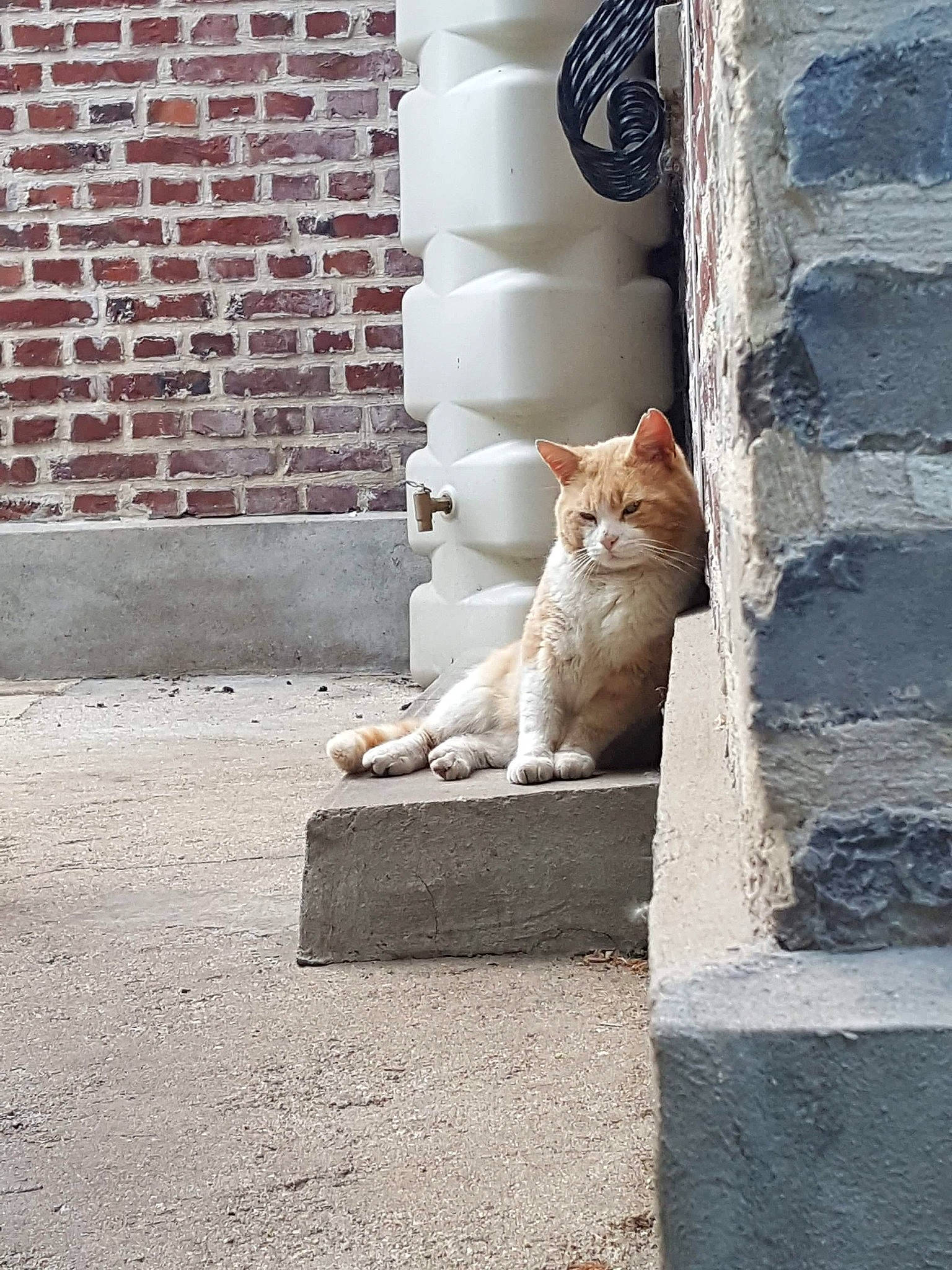 Kurt participe au concours pour gagner de l'argent avec cette photo : aegean_cat, architecture, brick, carnivore, cat, concrete, domestic_short_haired_cat, european_shorthair, fawn, felidae, kitten, polydactyl_cat, road, sand, sitting, small_to_medium_sized_cats, street, turkish_van, whiskers, white