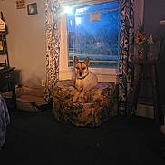 Xena is registered to the contest to win money with this photo: dog, indoor, ottoman, window, curtains, stained_glass, furniture, evening, light, green_collar, pet, animal, carpet, home, decor, table, flowers, photo, portrait, calm