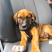 Bodie joined the competition — help win amazing prizes! adorable, animal, brown_fur, canine, car_seat, close_up, collar, cute, dog, fur, indoors, looking, pet, puppy, relaxed, seat, sitting, texture, white_paws, young_dog