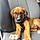 Bodie