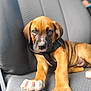 adorable, animal, brown_fur, canine, car_seat, close_up, collar, cute, dog, fur, indoors, looking, pet, puppy, relaxed, seat, sitting, texture, white_paws, young_dog