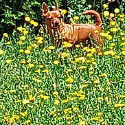 Oxana participe au concours pour gagner de l'argent avec cette photo : dog, brown_dog, flowers, yellow_flowers, field, grass, greenery, plants, nature, outdoor, animal, pet, canine, standing, alert, sunlight, daylight, bushes, wildflowers, scenery