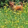 dog, brown_dog, flowers, yellow_flowers, field, grass, greenery, plants, nature, outdoor, animal, pet, canine, standing, alert, sunlight, daylight, bushes, wildflowers, scenery