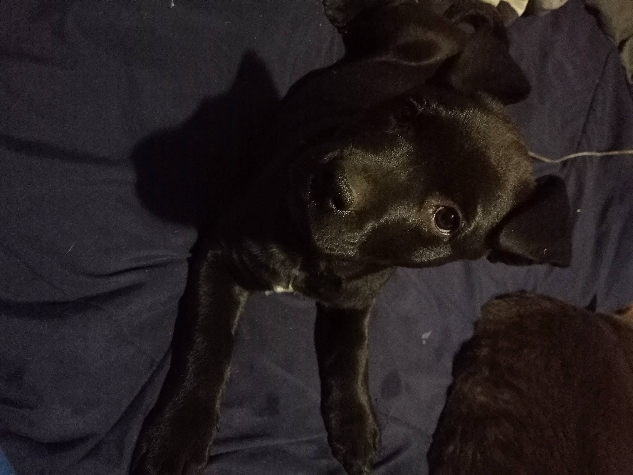 Moonrox joined the competition — help win amazing prizes! carnivore, darkness, dog_breed, fiction, fictional_character, flash_photography, fur, grey, monochrome, monochrome_photography, non_sporting_group, personal_protective_equipment, sleeve, snout, sporting_group, tail, terrestrial_animal, whiskers, wildlife, working_animal