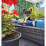 backyard, blue_cushion, canopy, daylight, dog, flower_pot, garden, greenery, happy, nature, outdoor, pet, plant, red_flowers, relaxing, small_dog, smiling_dog, sunny, tongue_out, wicker_sofa