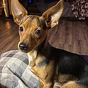 Coco is registered to the contest to win money with this photo: animal, attentive, black, blanket, brown, closeup, couch, cute, dog, ears, floor, furniture, indoor, lamp, living_room, person, pet, puppy, seated, wooden_floor