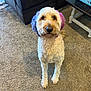 beige_tone, carpet, couch, curious, dog, doodle, dyed_fur, fluffy, goldendoodle, indoor, laundry_basket, living_room, looking_up, nose, paws, pet_portrait, purple_ears, side_table, sitting, table_leg