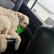 Roxie joined the competition — help win amazing prizes! backseat, car_interior, closeup, collar, cozy, curly_fur, dog, leather_seat, mammal, napping, pet, pillow, raindrops, rainy_day, resting, seat_belt, sleeping, toy, travel, window