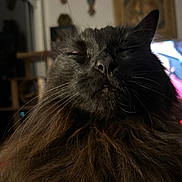 Stout joined the competition — help win amazing prizes! cat, black_cat, long_hair, whiskers, close_up, pet, indoor, fur, face, sleepy, serene, animal, mammal, cute, domestic_cat, portrait, feline, relaxed, closeup, fluffy