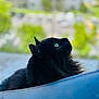 Stout joined the competition — help win amazing prizes! black_cat, cat, pet, feline, green_eyes, looking_up, fluffy_fur, indoor, window, blurred_background, nature, animal, mammal, whiskers, profile, close_up, soft_light, serene, contemplative, domestic_animal