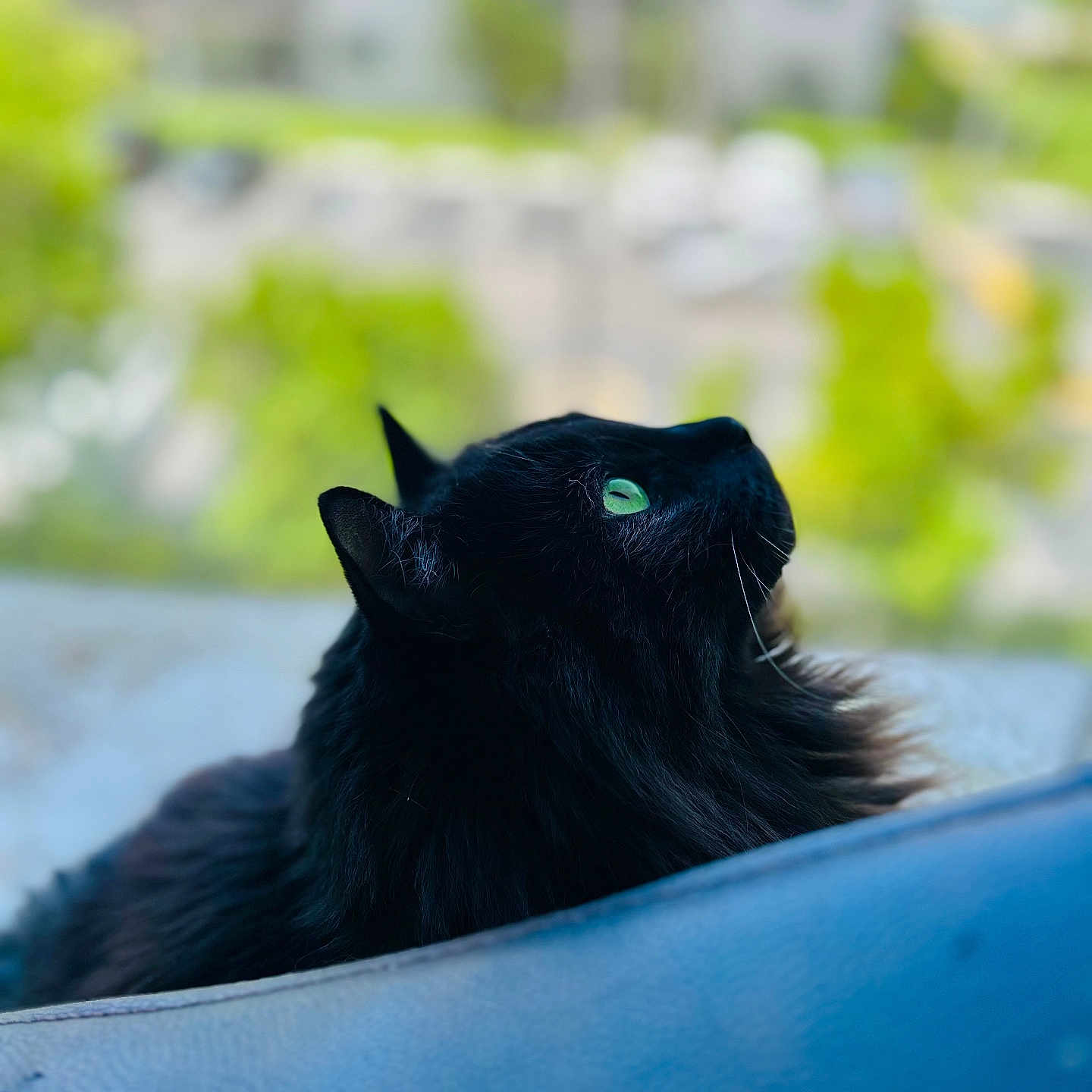 Stout joined the competition — help win amazing prizes! animal, black_cat, blurred_background, cat, close_up, contemplative, domestic_animal, feline, fluffy_fur, green_eyes, indoor, looking_up, mammal, nature, pet, profile, serene, soft_light, whiskers, window
