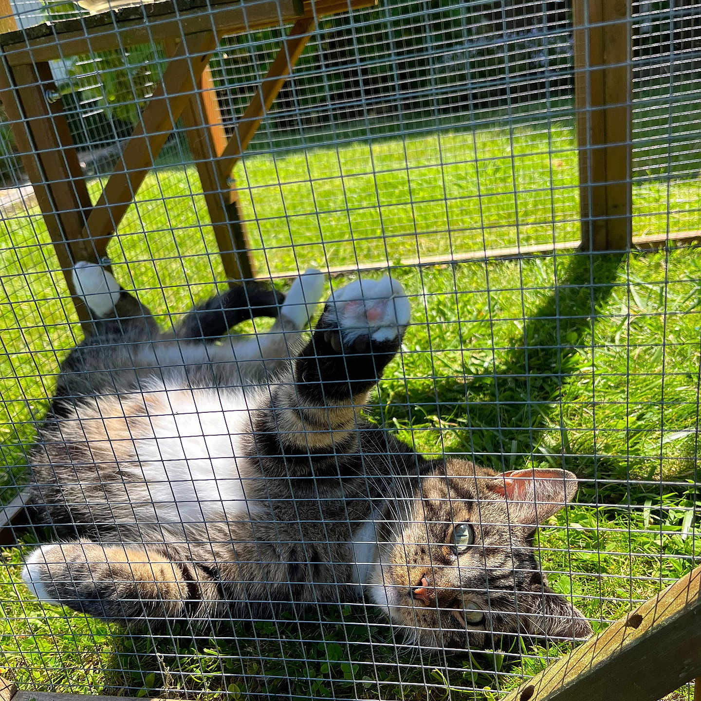 Phœnix participe au concours pour gagner de l'argent avec cette photo : abyssinian, animal, backyard, box, cat, den, doghouse, fence, grass, indoors, kennel, manx, nature, outdoors, pet, plant, rabbit, wood, yard, zoo