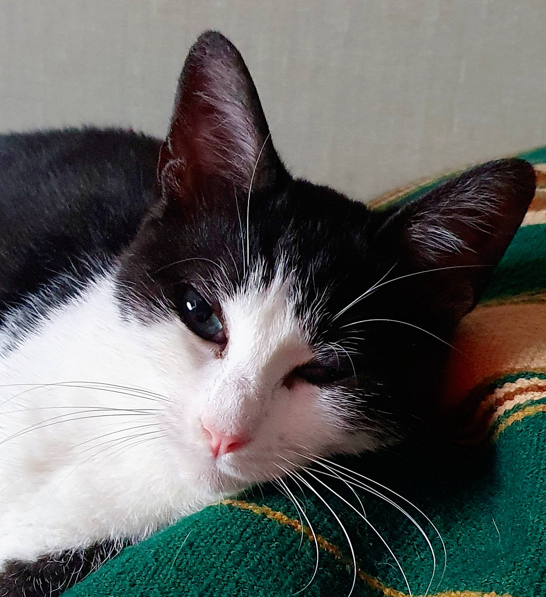 Misty participe au concours pour gagner de l'argent avec cette photo : carnivore, cat, claw, comfort, domestic_short_haired_cat, felidae, foot, fur, grass, nap, paw, small_to_medium_sized_cats, snout, tail, whiskers