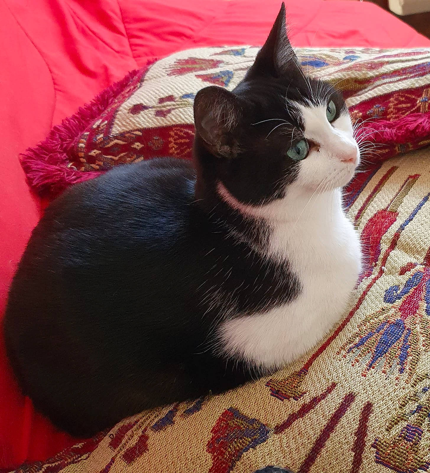 Misty participe au concours pour gagner de l'argent avec cette photo : carmine, carnivore, cat, comfort, domestic_short_haired_cat, felidae, foot, fur, grey, human_leg, lap, linens, magenta, paw, plant, small_to_medium_sized_cats, snout, tail, textile, whiskers