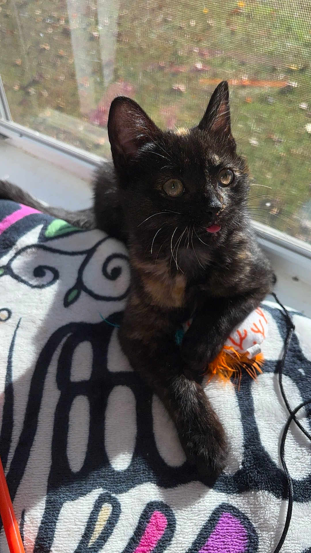 Priscilla joined the competition — help win amazing prizes! kitten, cat, tortoiseshell, pet, toy, blanket, window, sunlight, indoor, animal, cute, feline, whiskers, paw, relaxed, colorful, playful, young, domestic, fur