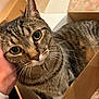 Buddy joined the competition — help win amazing prizes! animal, box, cardboard_box, cat, close_up, cozy, curious, cute, domestic_animal, eyes, feline, fur, gentle_touch, hand, indoor, pet, resting, soft_light, tabby, whiskers