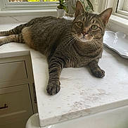 Buddy is registered to the contest to win money with this photo: cat, cozy, domestic_cat, ears, face, feline, greenery, home, indoor, kitchen, looking, marble_countertop, paws, pet, plants, relaxed, sunlight, tabby_cat, whiskers, window