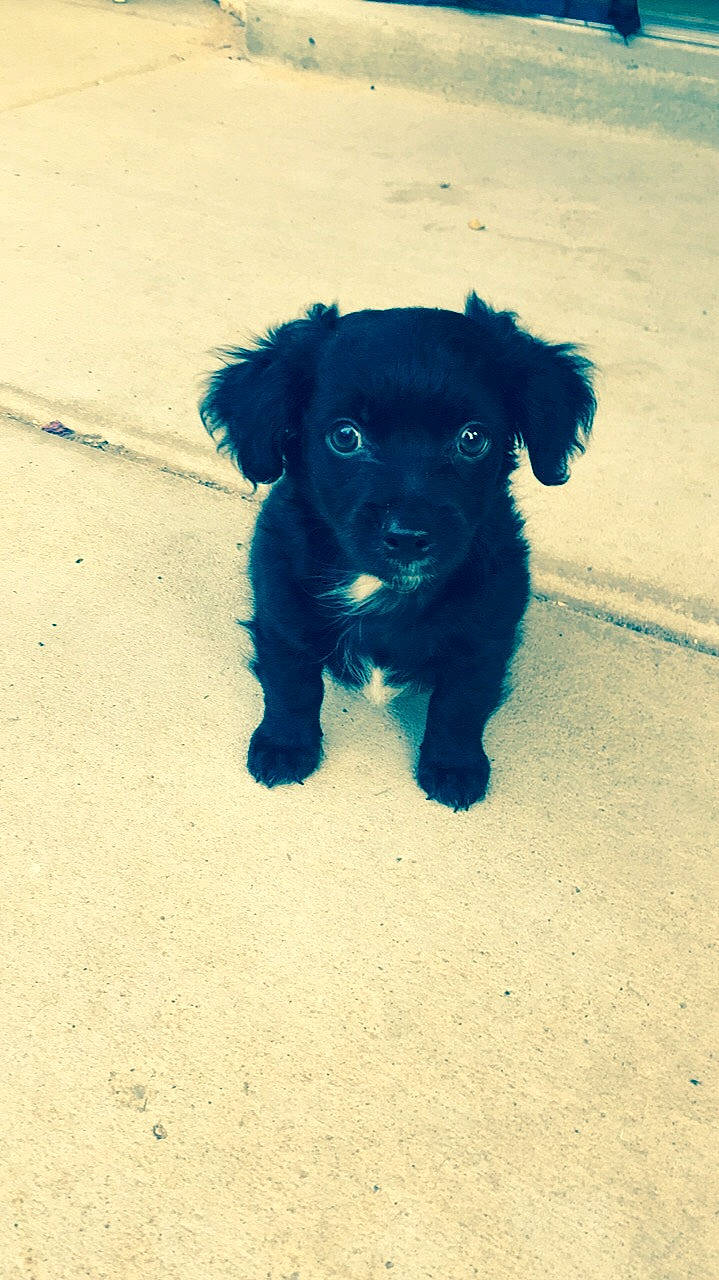 Marley is registered to the contest to win money with this photo: beagador, black, canidae, carnivore, cavapoo, cockapoo, companion_dog, dog, dog_breed, mammal, patterdale_terrier, poodle_crossbreed, puppy, rare_breed_dog, schnoodle, snout, sporting_group, toy_dog, vertebrate, yorkipoo