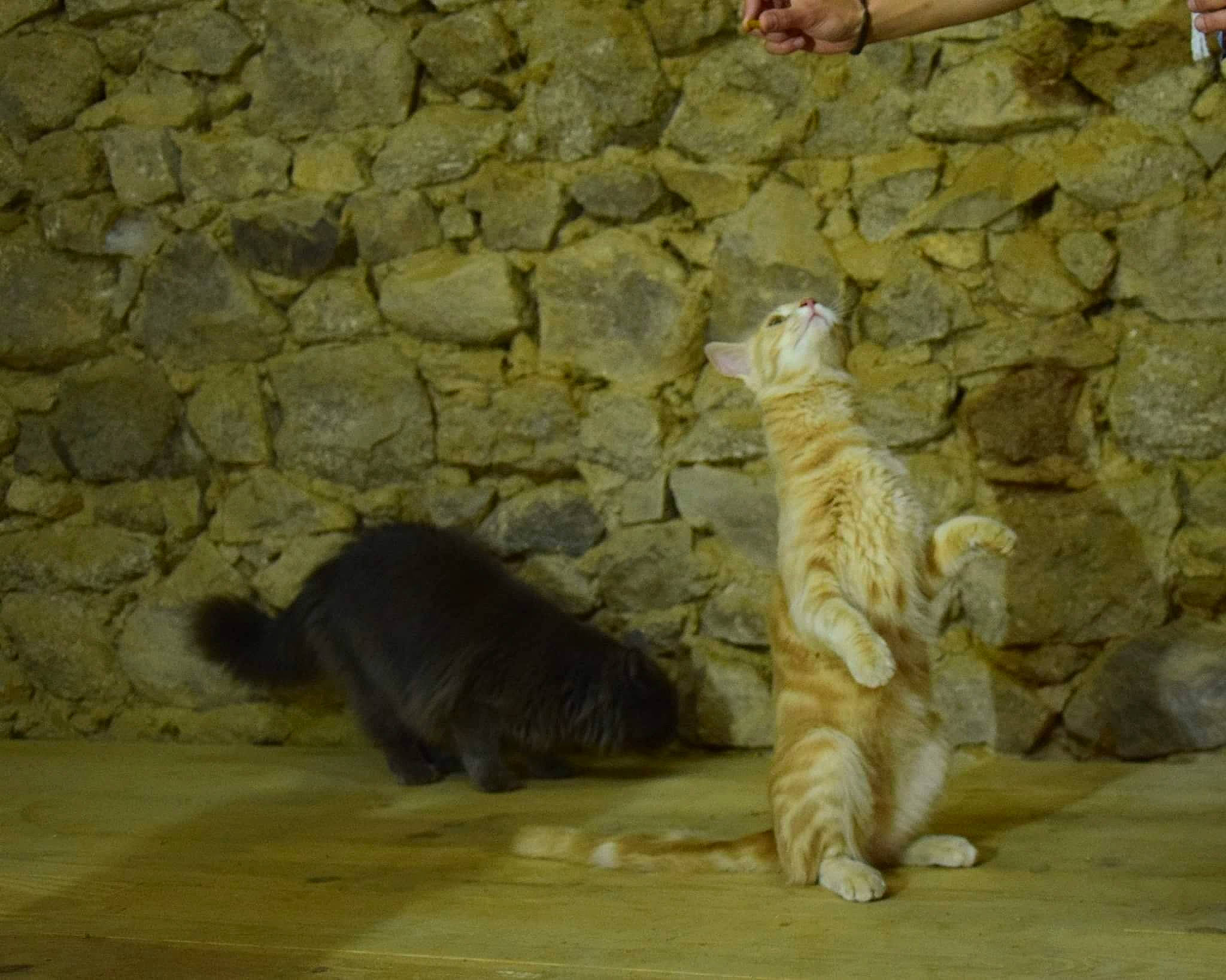 Odin a rejoint le concours — aidez-le/la à gagner de superbes lots ! carnivore, cat, claw, european_shorthair, felidae, paw, small_to_medium_sized_cats, tabby_cat, tail, whiskers, wild_cat