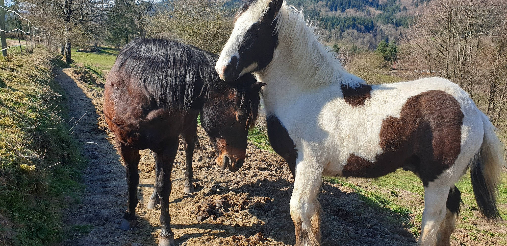 Jaïko a rejoint le concours — aidez-le/la à gagner de superbes lots ! colt, horse, landscape, livestock, mammal, mane, mare, mustang_horse, pack_animal, pasture, pony, ranch, stallion, terrestrial_animal, vertebrate, wildlife