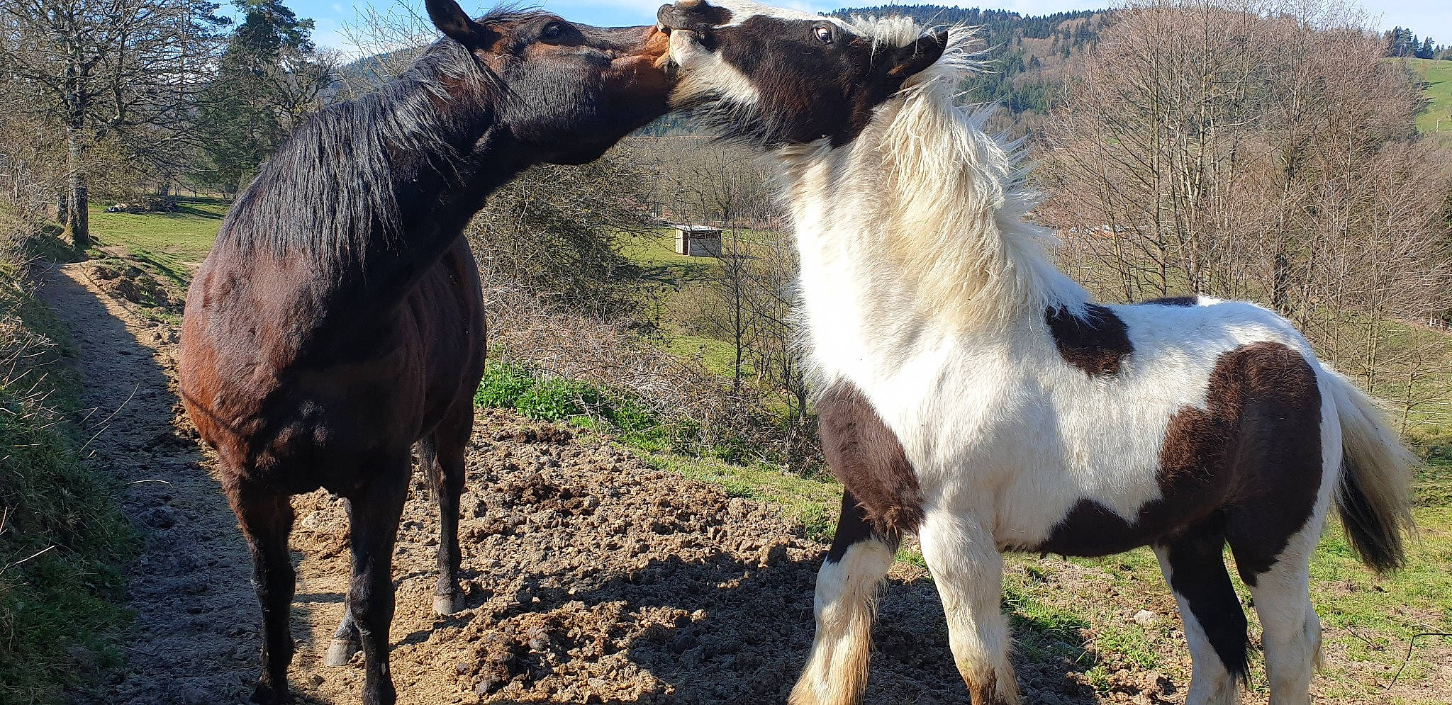 Jaïko a rejoint le concours — aidez-le/la à gagner de superbes lots ! colt, farm, horse, landscape, livestock, mammal, mane, mare, mustang_horse, pack_animal, pasture, pony, ranch, snout, stallion, terrestrial_animal, vertebrate, wildlife