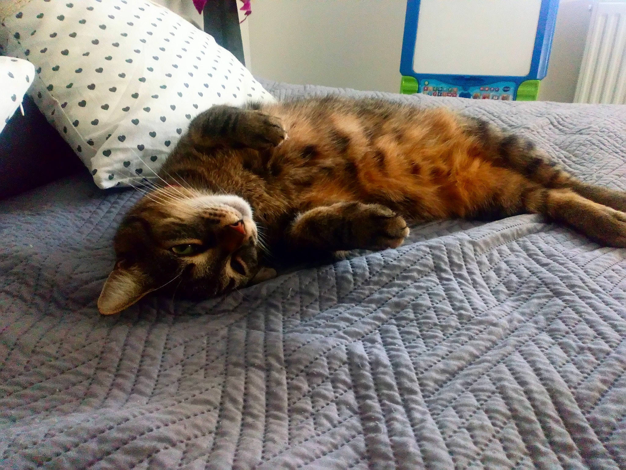 Mia participe au concours pour gagner de l'argent avec cette photo : bed, bengal, carnivore, cat, claw, dragon_li, european_shorthair, felidae, fur, kitten, maine_coon, nap, pixie_bob, sleep, small_to_medium_sized_cats, tabby_cat, toyger, whiskers