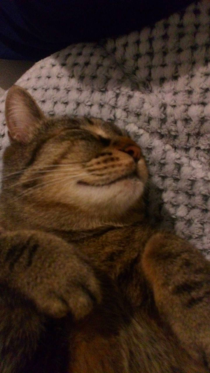 Mia a rejoint le concours — aidez-le/la à gagner de superbes lots ! american_shorthair, asian, california_spangled, carnivore, cat, chausie, domestic_short_haired_cat, dragon_li, egyptian_mau, european_shorthair, felidae, mammal, ocicat, pixie_bob, small_to_medium_sized_cats, snout, sokoke, tabby_cat, vertebrate, whiskers