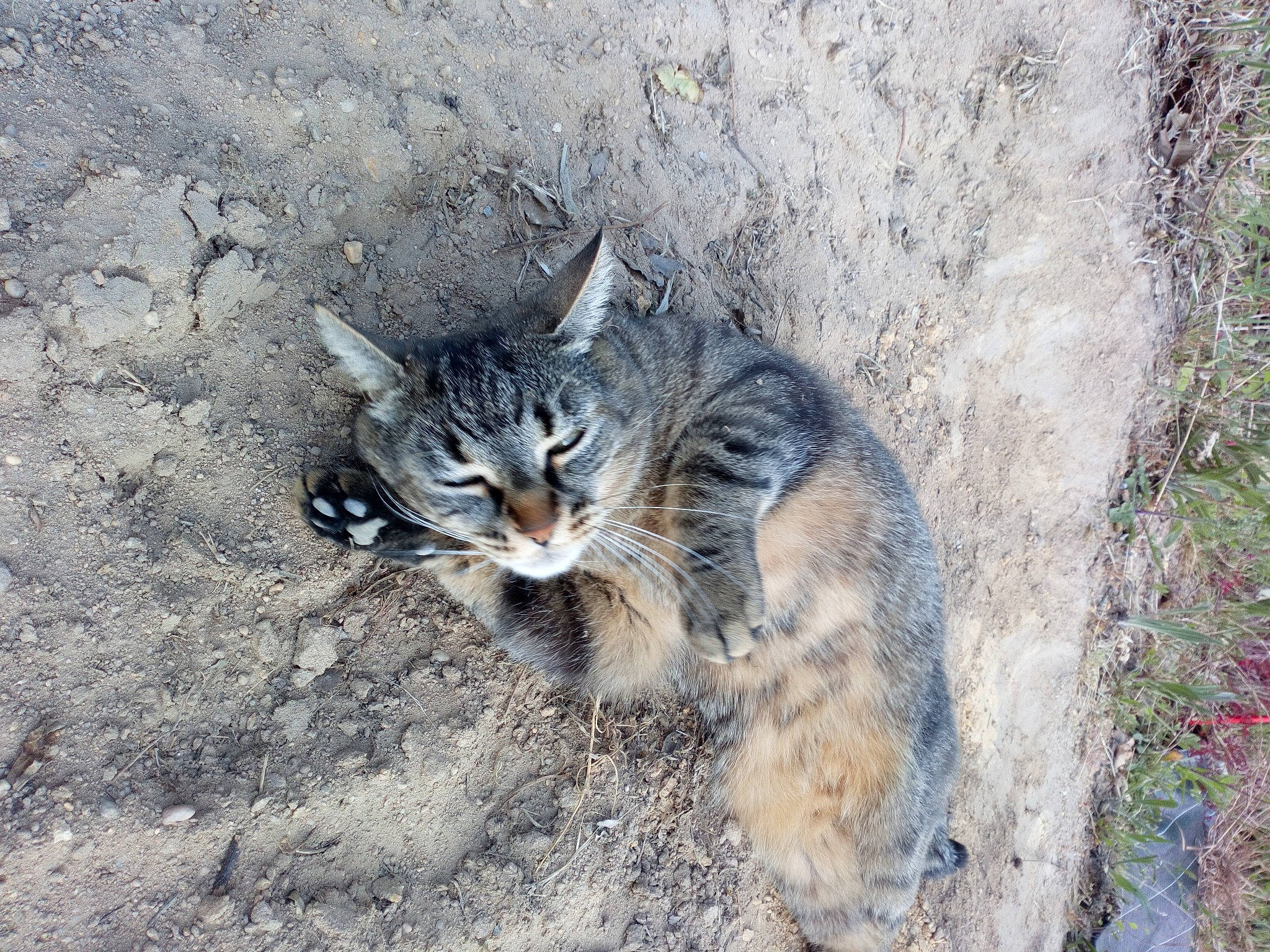 Mia a rejoint le concours — aidez-le/la à gagner de superbes lots ! aegean_cat, asian, bobcat, carnivore, cat, domestic_short_haired_cat, dragon_li, european_shorthair, felidae, lynx, pixie_bob, polydactyl_cat, rusty_spotted_cat, small_to_medium_sized_cats, snout, tabby_cat, tail, whiskers, wild_cat, wildlife