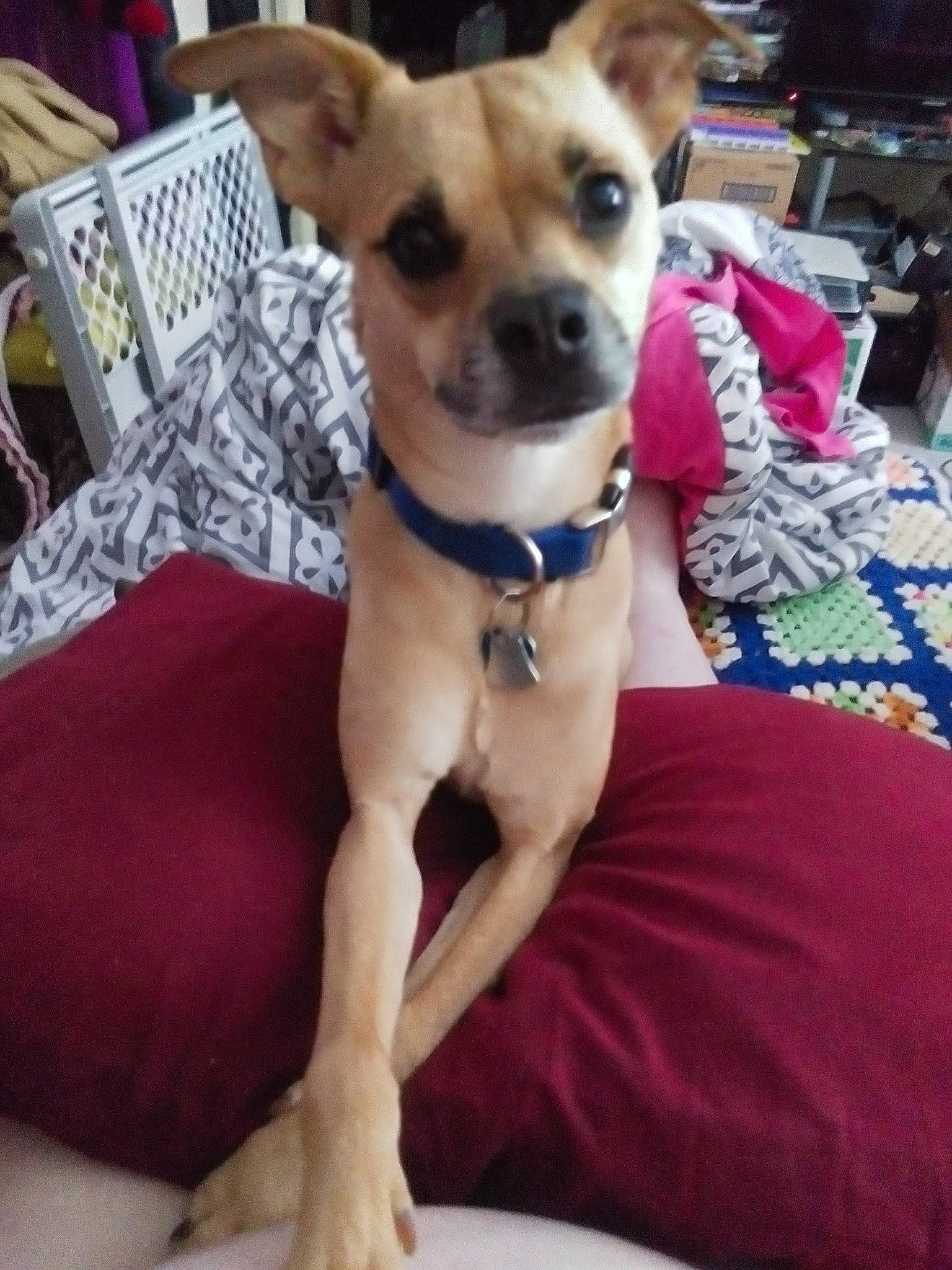 Pebbles is registered to the contest to win money with this photo: canidae, carnivore, chair, chihuahua, collar, comfort, companion_dog, dog, dog_breed, dog_clothes, dog_collar, dog_supply, fawn, fur, linens, pet_supply, sporting_group, toy_dog, whiskers, working_animal