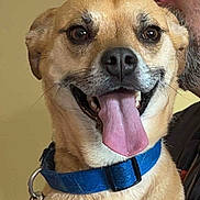 Pebbles joined the competition — help win amazing prizes! affection, animal, blue_collar, canine, close_up, companion, cute, dog, domestic, face, friendly, glasses, happy, indoor, leash, person, pet, portrait, smiling, tongue_out