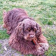 Texas a rejoint le concours — aidez-le/la à gagner de superbes lots ! animal, backyard, brown_dog, chewing, curly_fur, daylight, dog, garden, grass, greenhouse, long_hair, lying_down, outdoor, pet, plants, portrait, potted_plants, resting, shaggy_fur, stick