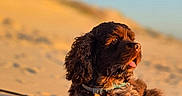Texas a rejoint le concours — aidez-le/la à gagner de superbes lots ! animal, blue_sky, brown_dog, collar, curly_fur, desert, dog, fluffy, golden_hour, lying_down, nature, outdoor, pet, portrait, sand_dunes, sitting, sunset, tongue_out, travel, warm_lighting