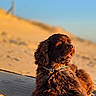 animal, blue_sky, brown_dog, collar, curly_fur, desert, dog, fluffy, golden_hour, lying_down, nature, outdoor, pet, portrait, sand_dunes, sitting, sunset, tongue_out, travel, warm_lighting