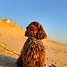 Texas participe au concours pour gagner de l'argent avec cette photo : animal, beach, blue_sky, brown_dog, collar, curly_fur, desert, dog, fluffy, golden_hour, long_ears, nature, outdoors, pet, portrait, puppy, sand_dunes, sitting, sunlight, tongue_out