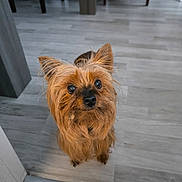 Naime participe au concours pour gagner de l'argent avec cette photo : dog, small_dog, pet, indoor, floor, wooden_floor, looking_up, curious, ears_up, brown_fur, animal, companion, cute, adorable, domestic_animal, standing, close_up, household, flooring, waiting
