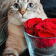 Gourmette participe au concours pour gagner de l'argent avec cette photo : cat, blue_eyes, paw, rose, red_flower, glass_vase, indoor, feline, pet, curious, close_up, striped_fur, flower_arrangement, table_surface, domestic_animal, soft_focus, natural_light, relaxed, plant, flora