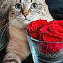 cat, blue_eyes, paw, rose, red_flower, glass_vase, indoor, feline, pet, curious, close_up, striped_fur, flower_arrangement, table_surface, domestic_animal, soft_focus, natural_light, relaxed, plant, flora