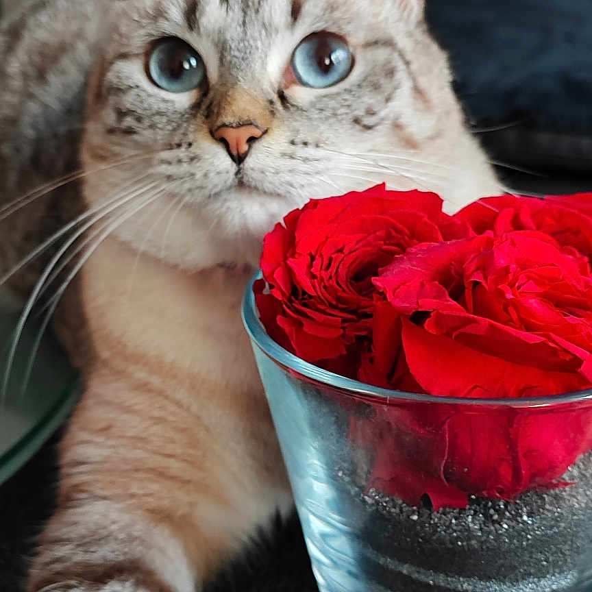 Gourmette participe au concours pour gagner de l'argent avec cette photo : blue_eyes, cat, close_up, curious, domestic_animal, feline, flora, flower_arrangement, glass_vase, indoor, natural_light, paw, pet, plant, red_flower, relaxed, rose, soft_focus, striped_fur, table_surface
