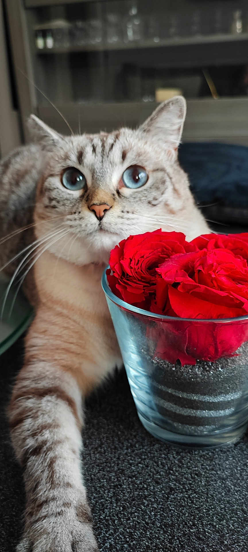 Gourmette participe au concours pour gagner de l'argent avec cette photo : cat, blue_eyes, paw, rose, red_flower, glass_vase, indoor, feline, pet, curious, close_up, striped_fur, flower_arrangement, table_surface, domestic_animal, soft_focus, natural_light, relaxed, plant, flora