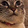Gourmette participe au concours pour gagner de l'argent avec cette photo : cat, close_up, blue_eyes, whiskers, fur, pink_collar, pet, indoor, domestic_animal, curious, face, animal, mammal, feline, portrait, cute, looking_up, texture, background, soft_light