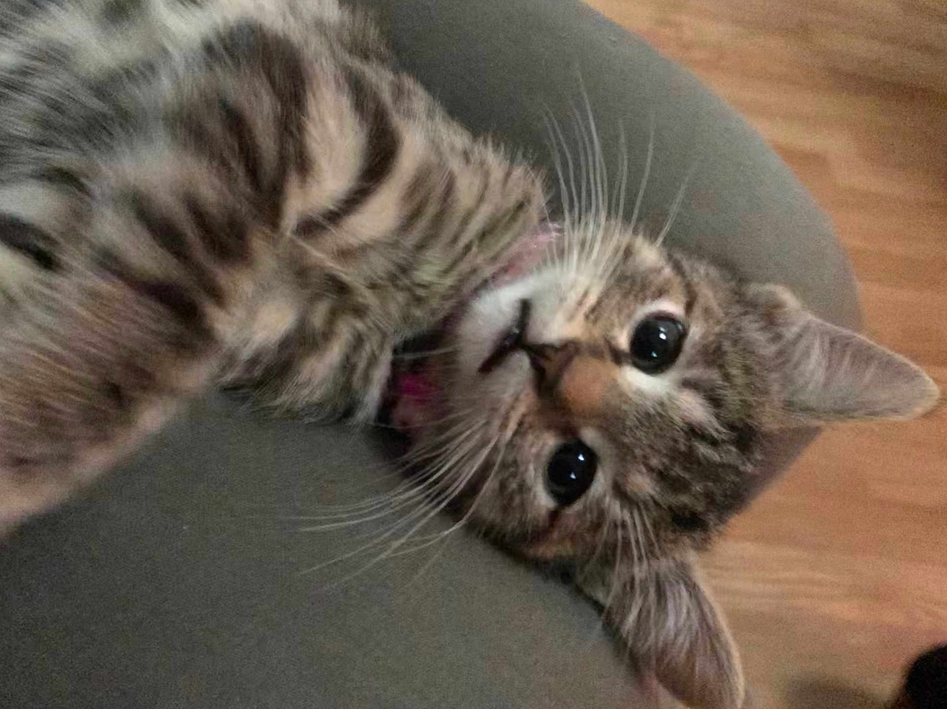 Maja