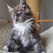 Aïko participe au concours pour gagner de l'argent avec cette photo : kitten, cat, fluffy, fur, ears, whiskers, pet, animal, cute, domestic, indoor, scratching_post, blanket, soft, feline, young, playful, portrait, sitting, curious